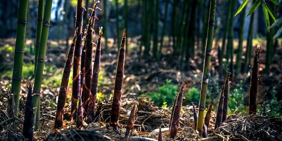 Top 5 Bamboo Material Environmental Benefits   Bamboo Forest Resource Blog Header (1) 